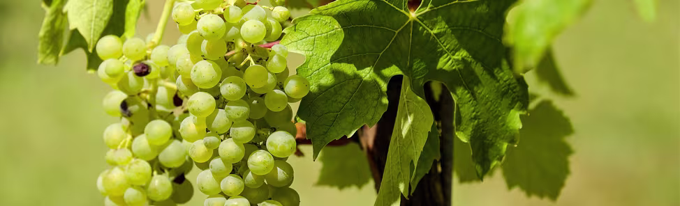 the-price-of-wine-974x296