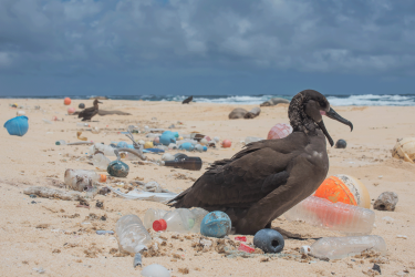 Bird-surrounded-by-plastic-photo-1200x800