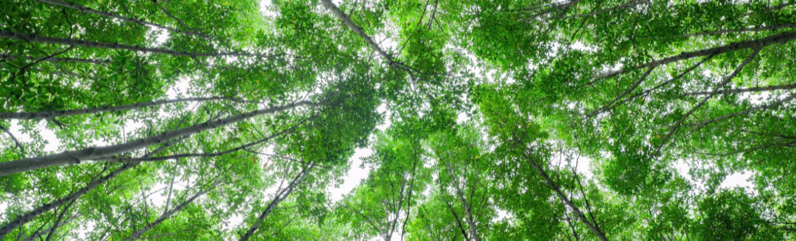 Sustainability-video-story-1140-346-2